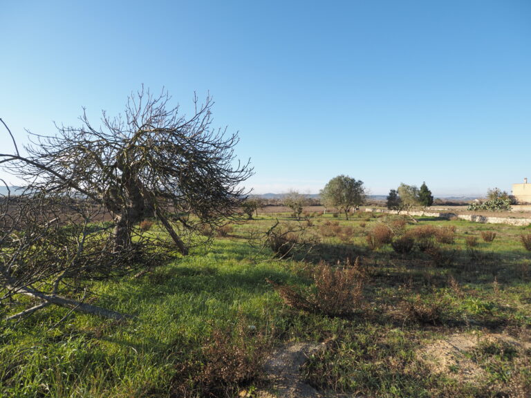 Campo verde con árboles.