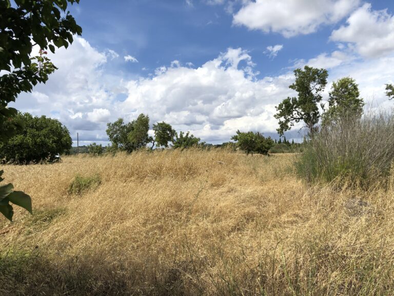 Campo verde con árboles